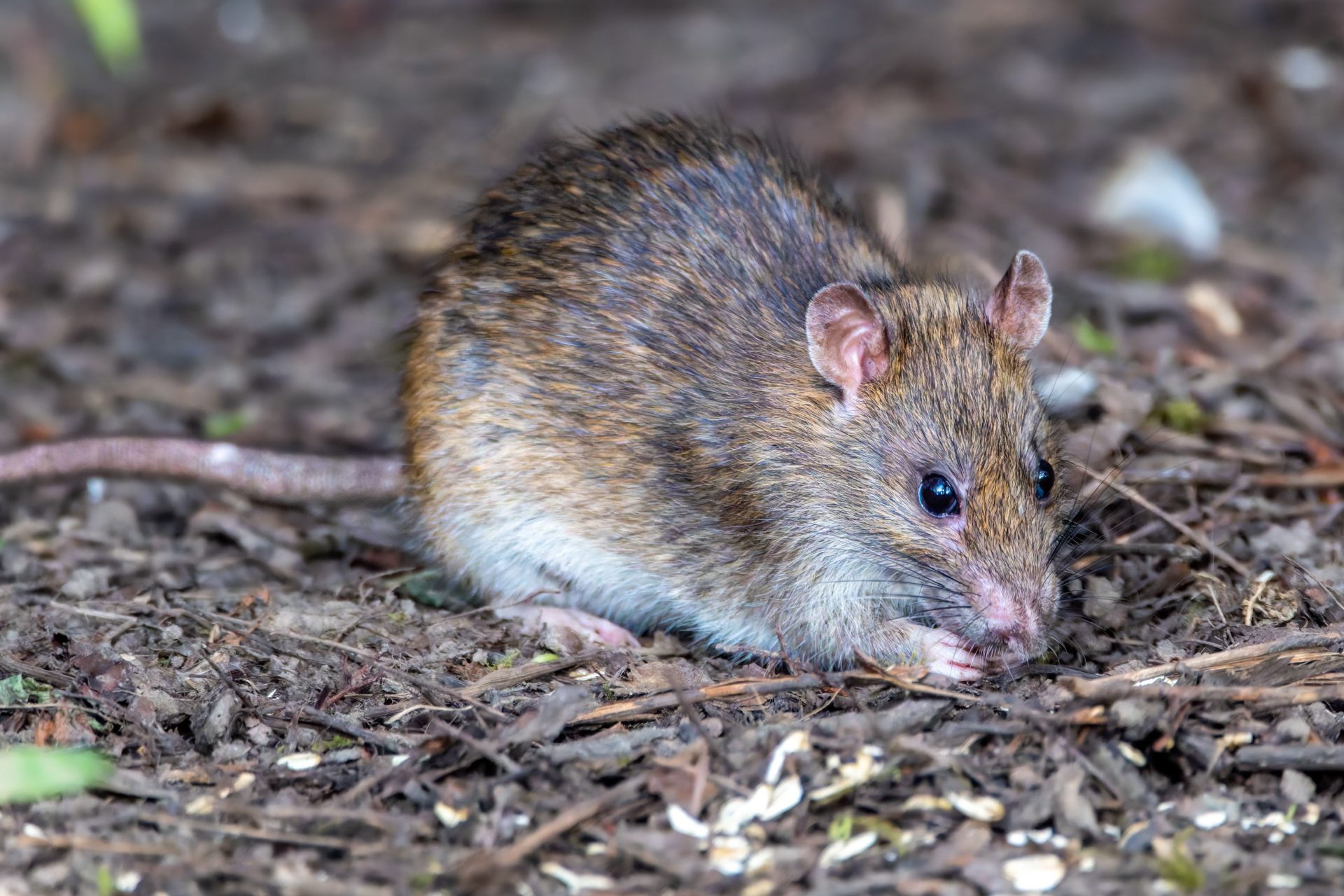 Detailed close-up view of a brown rat foraging in a forest setting, showcasing its natural habitat.