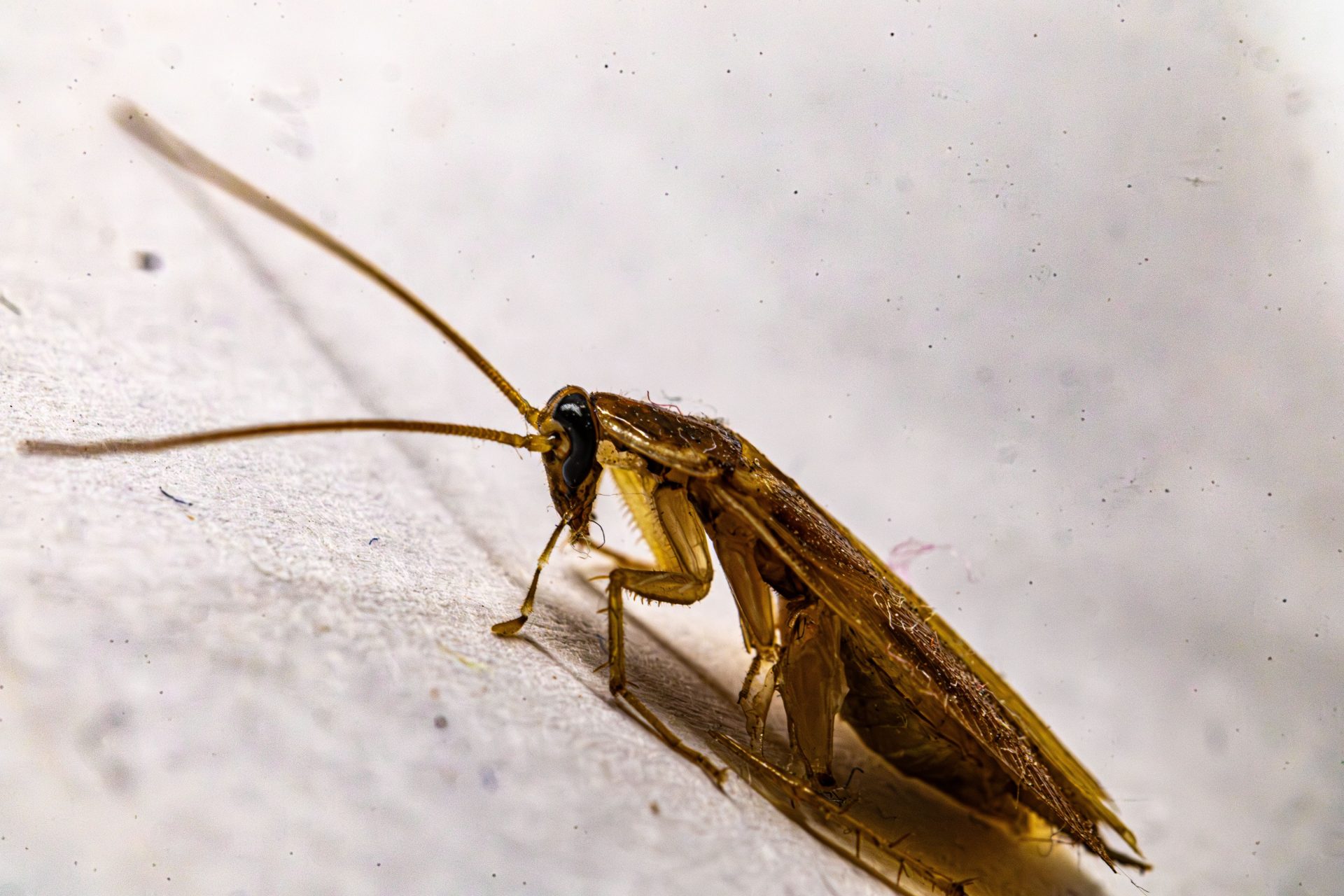 Detailed macro photograph of a brown cockroach resting on a white surface, showcasing its textures and details.