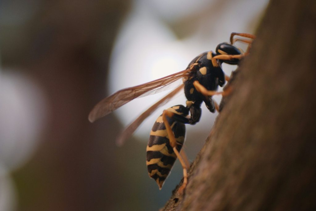 a close up of a bee